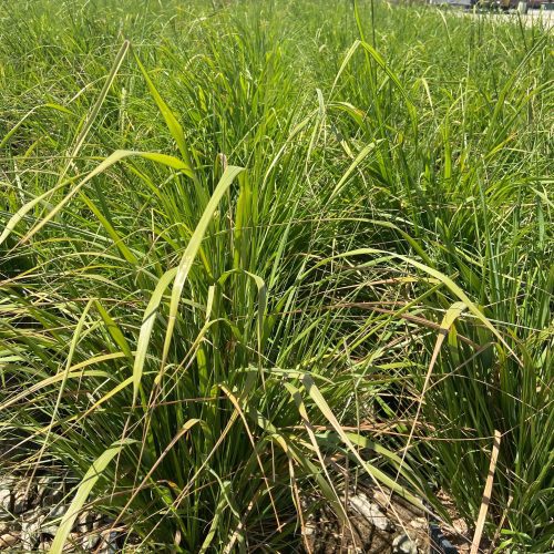 Korean Feather Reed Grass - Calamagrostis Brachytricha - Pulled Nursery