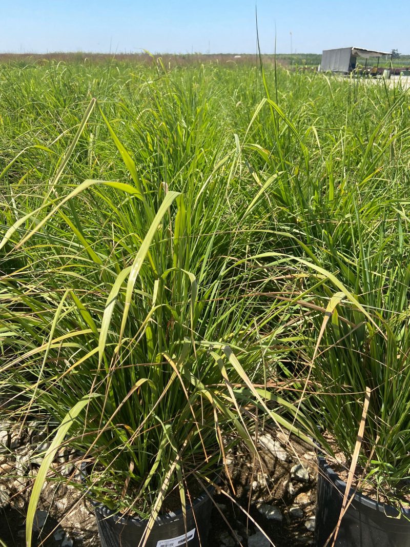 Korean Feather Reed Grass - Calamagrostis Brachytricha - Pulled Nursery