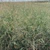 Switch Grass - Panicum Variegatum Prairie Sky - Pulled Nursery