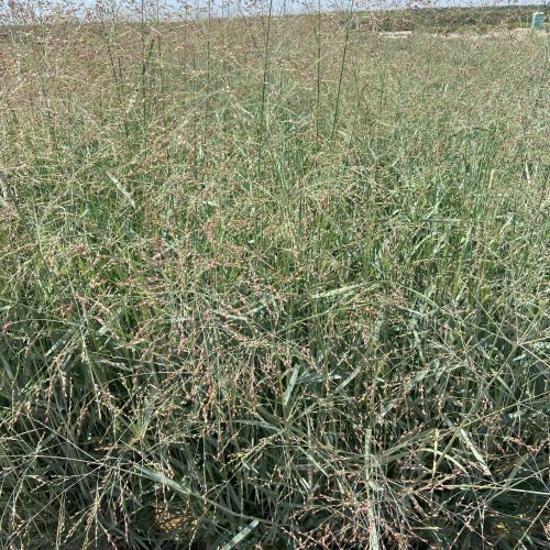 Switch Grass - Panicum Variegatum Prairie Sky - Pulled Nursery