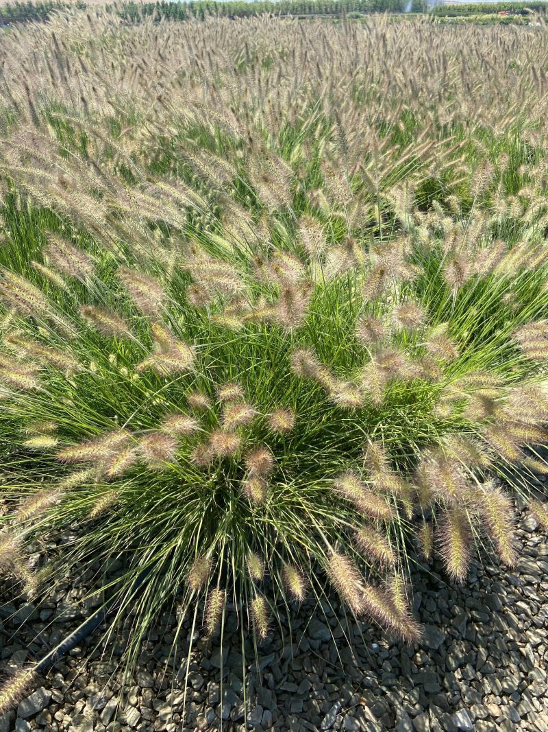 Little Bunny Dwarf Fountain Grass - Pennisetum Alopecuroides Little Bunny - Pulled Nursery