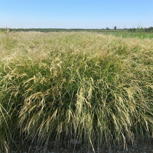 Little Kitten Maiden Grass - Miscanthus Sinensis Little Kitten - Pulled Nursery