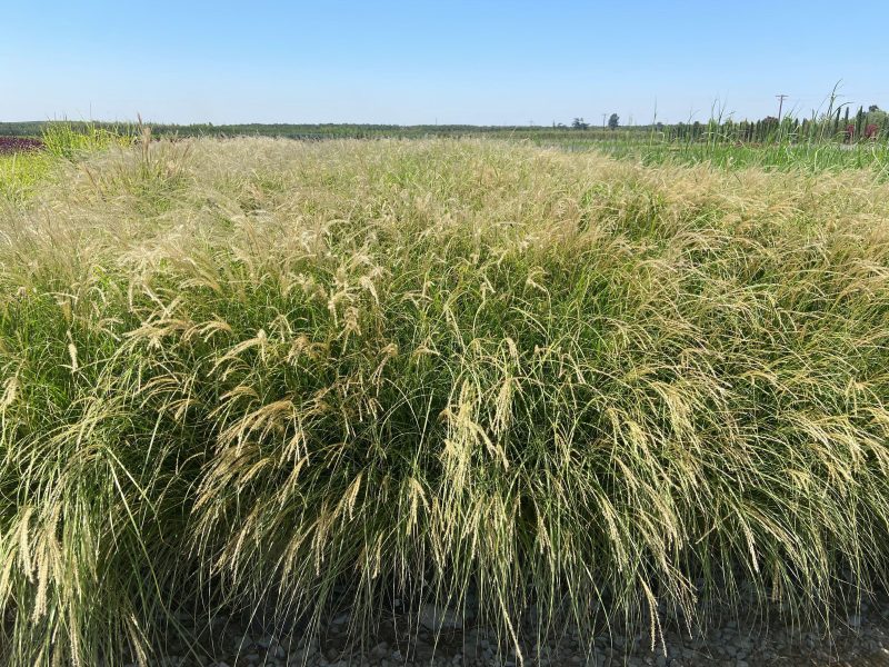 Little Kitten Maiden Grass - Miscanthus Sinensis Little Kitten - Pulled Nursery