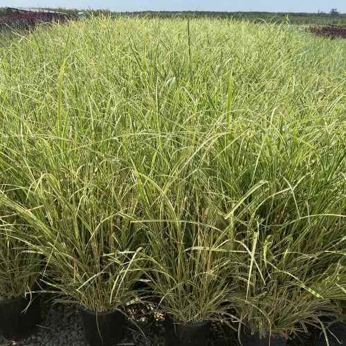 Variegated Miscanthus - Miscanthus Sinensis Variegatus - Pulled Nursery