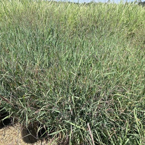 Blue Switchgrass - Panicum Variegatum Heavy Metal - Pulled Nursery