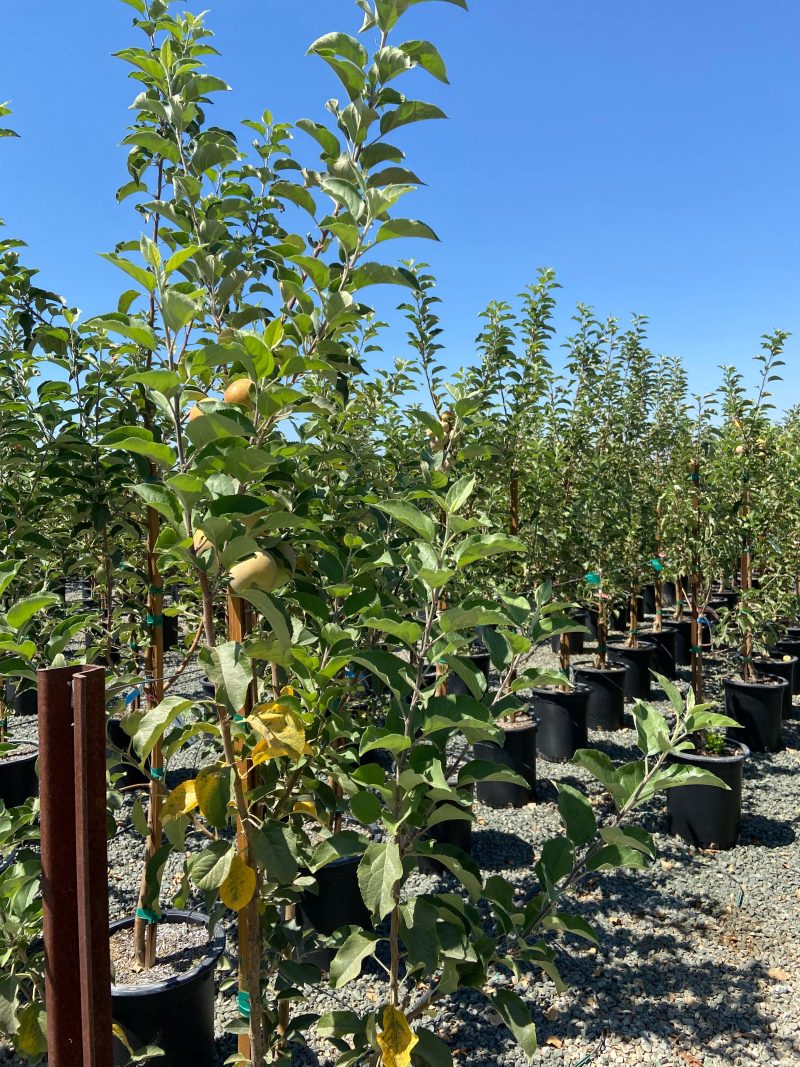 Fuji Apple - Pulled Nursery