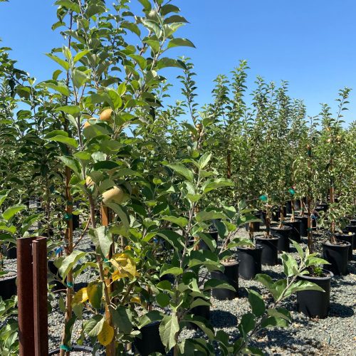 Honeycrisp Apple Tree - Pulled Nursery