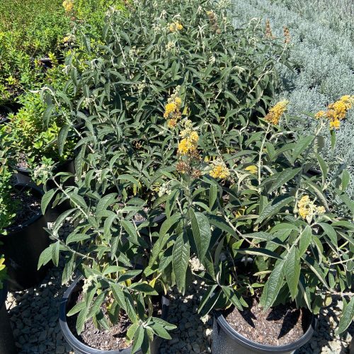 Butterfly Bush - Buddleja Honeycomb - Pulled Nursery