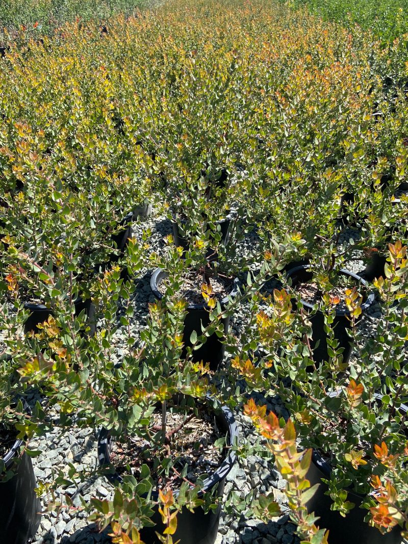 Lester Rowntree Manzanita - Arctostaphylos Lester Rountree - Pulled Nursery