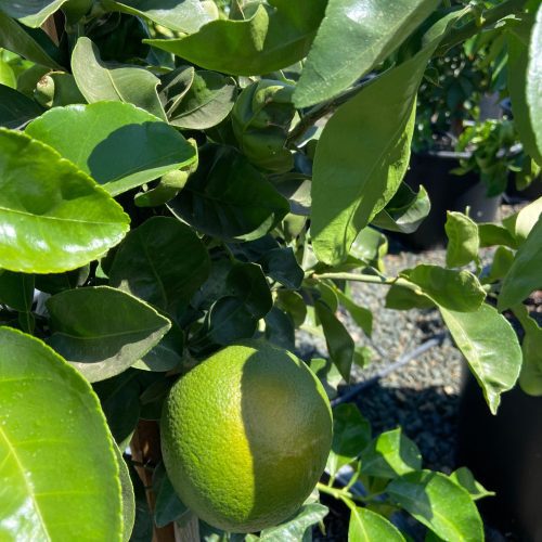 Washington Naval Orange Tree - Pulled Nursery