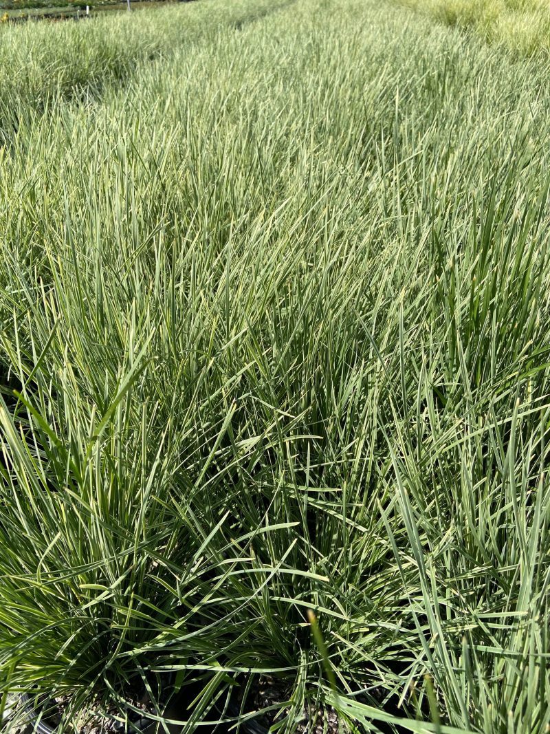 Arctic Frost Mat Rush - Lomandra Arctic Frost - Pulled Nursery