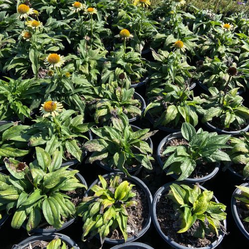 Butterfly 'Cleopatra' Coneflower - Echinacea Butterfly Cleopatra - Pulled Nursery