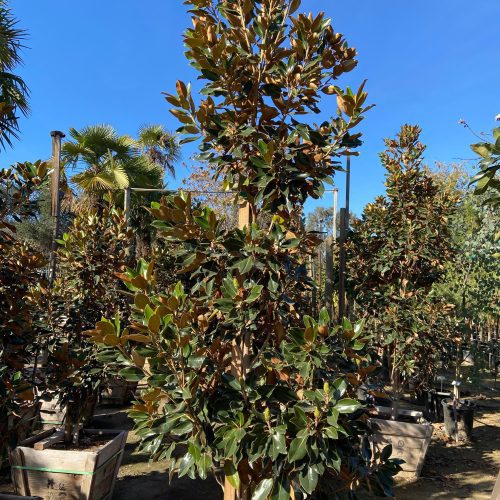 Little Gem Dwarf Southern Magnolia (Magnolia grandiflora 'Little Gem') - Pulled Nursery