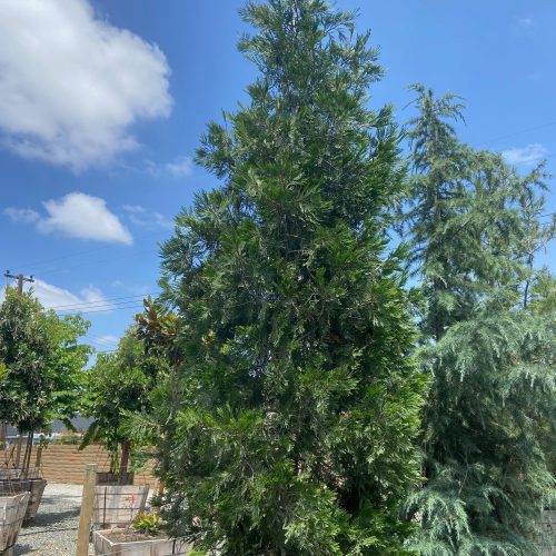 Incense Cedar (Calocedrus Decurrens) - Pulled Nursery