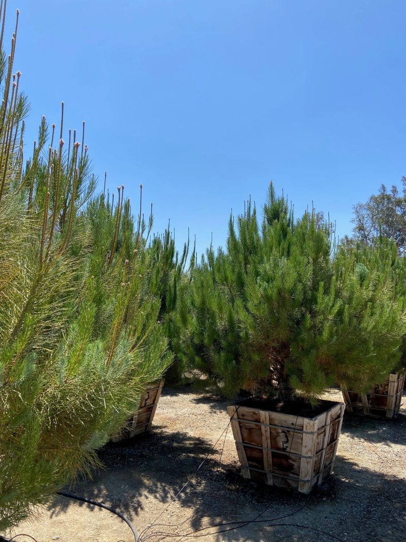 Italian Stone Pine - Pinus Pinea