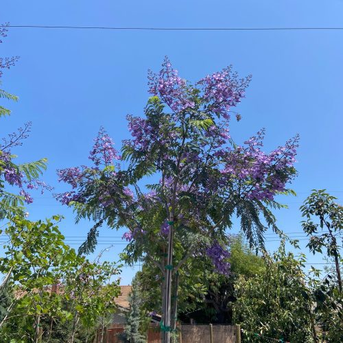 Jacaranda - Jacaranda Mimosifolia - Pulled Nursery