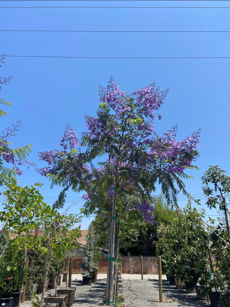 Jacaranda - Jacaranda Mimosifolia - Pulled Nursery