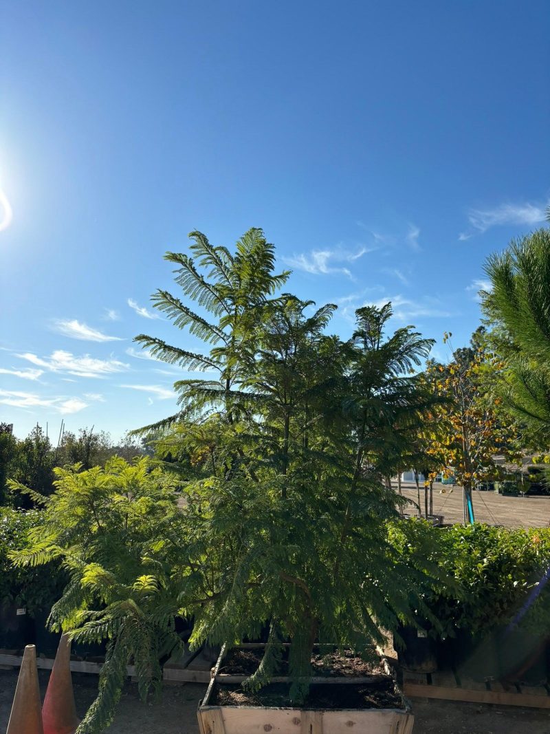 Jacaranda - Jacaranda Mimosifolia - Pulled Nursery