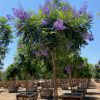 Jacaranda - Jacaranda Mimosifolia - Pulled Nursery