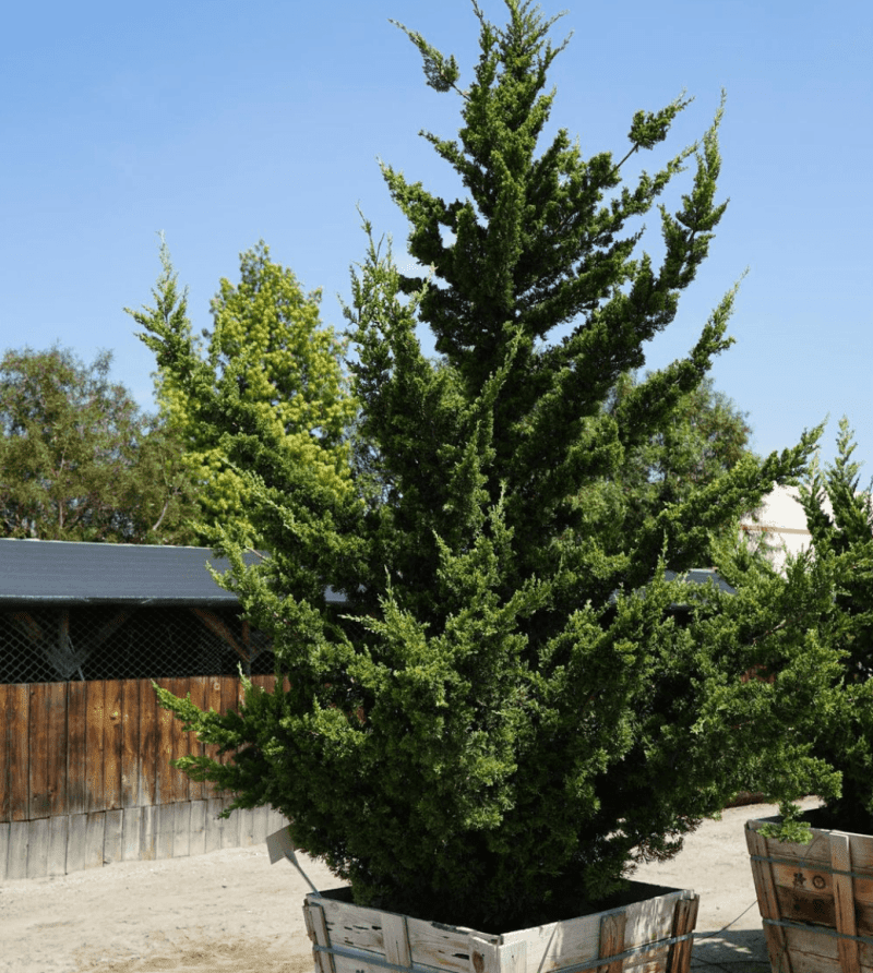 Hollywood Juniper - Juniperus chinensis 'Torulosa’ - Pulled Nursery