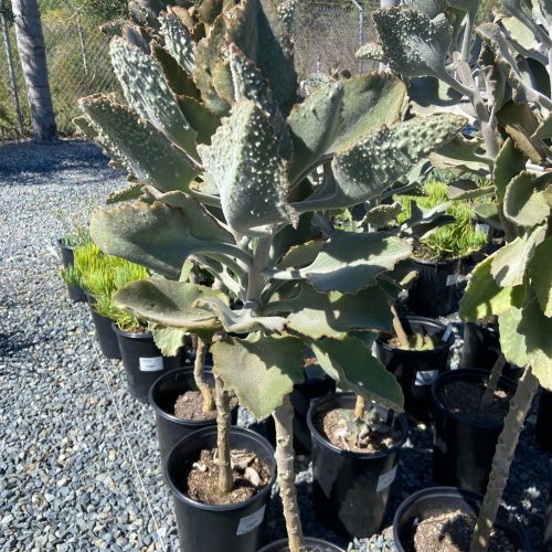 Felt Plant - Kalanchoe beharensis 'Fang' - Pulled Nursery