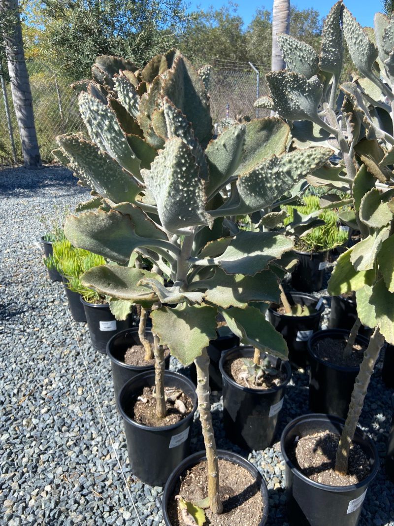 Felt Plant - Kalanchoe beharensis 'Fang' - Pulled Nursery