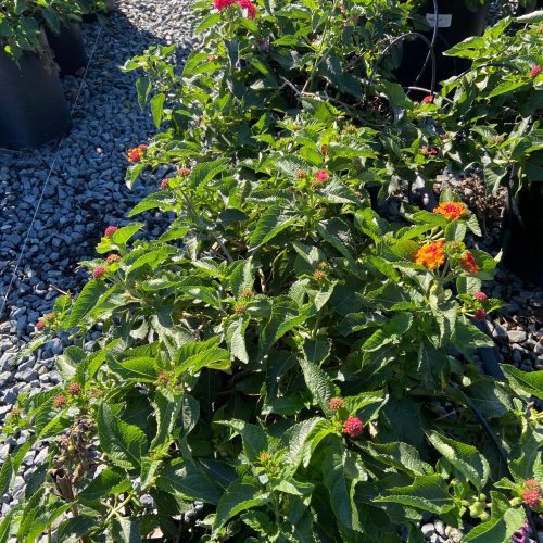 Lantana - Pulled Nursery