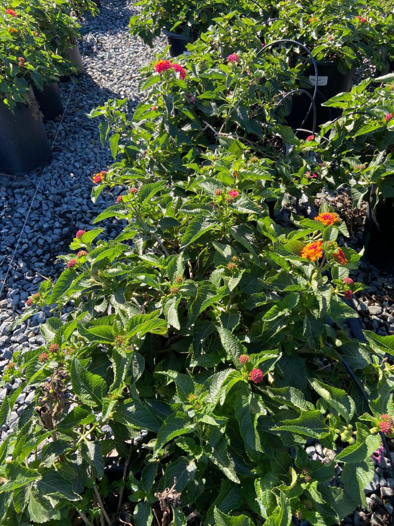 Lantana - Pulled Nursery