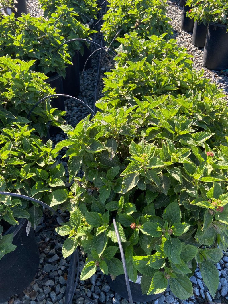 Lantana - Pulled Nursery