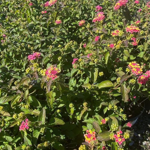 Lantana - Pulled Nursery