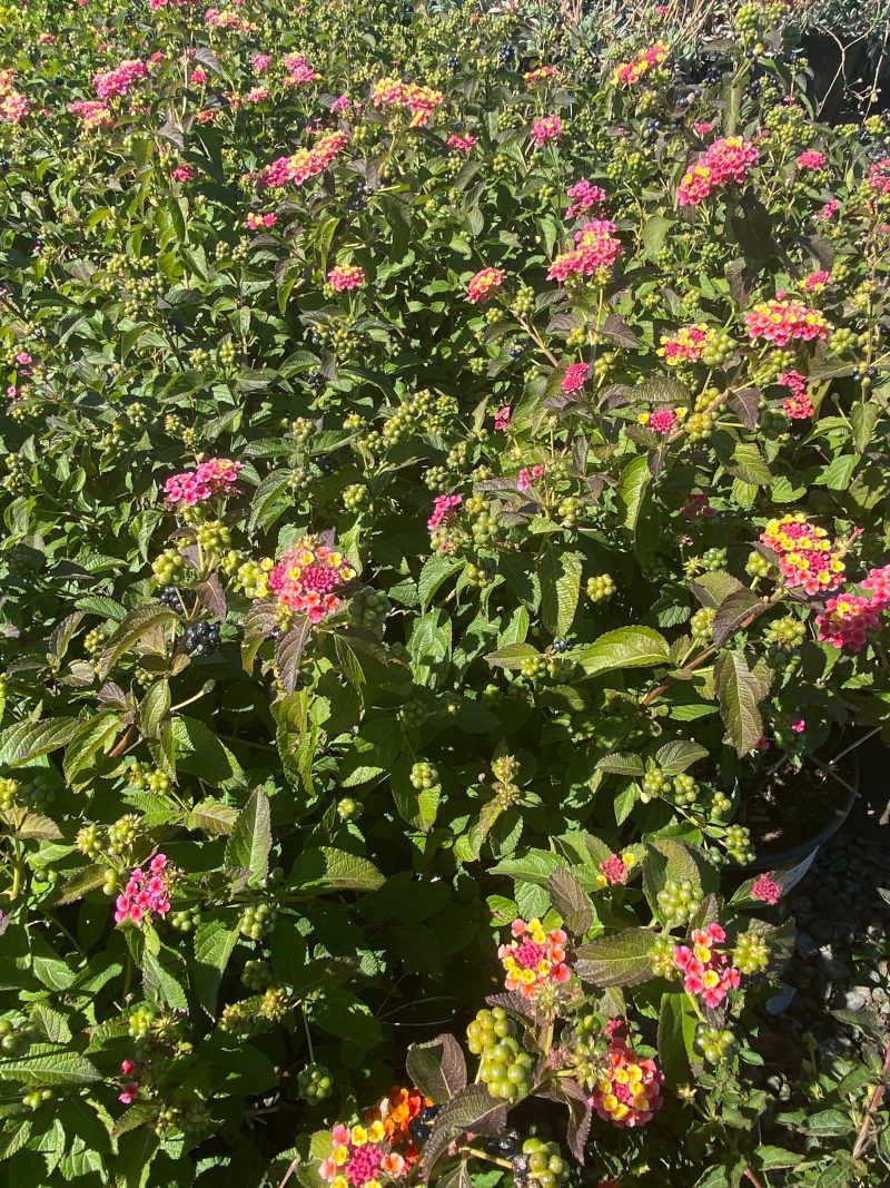 Lantana - Pulled Nursery