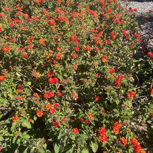 Lantana - Pulled Nursery