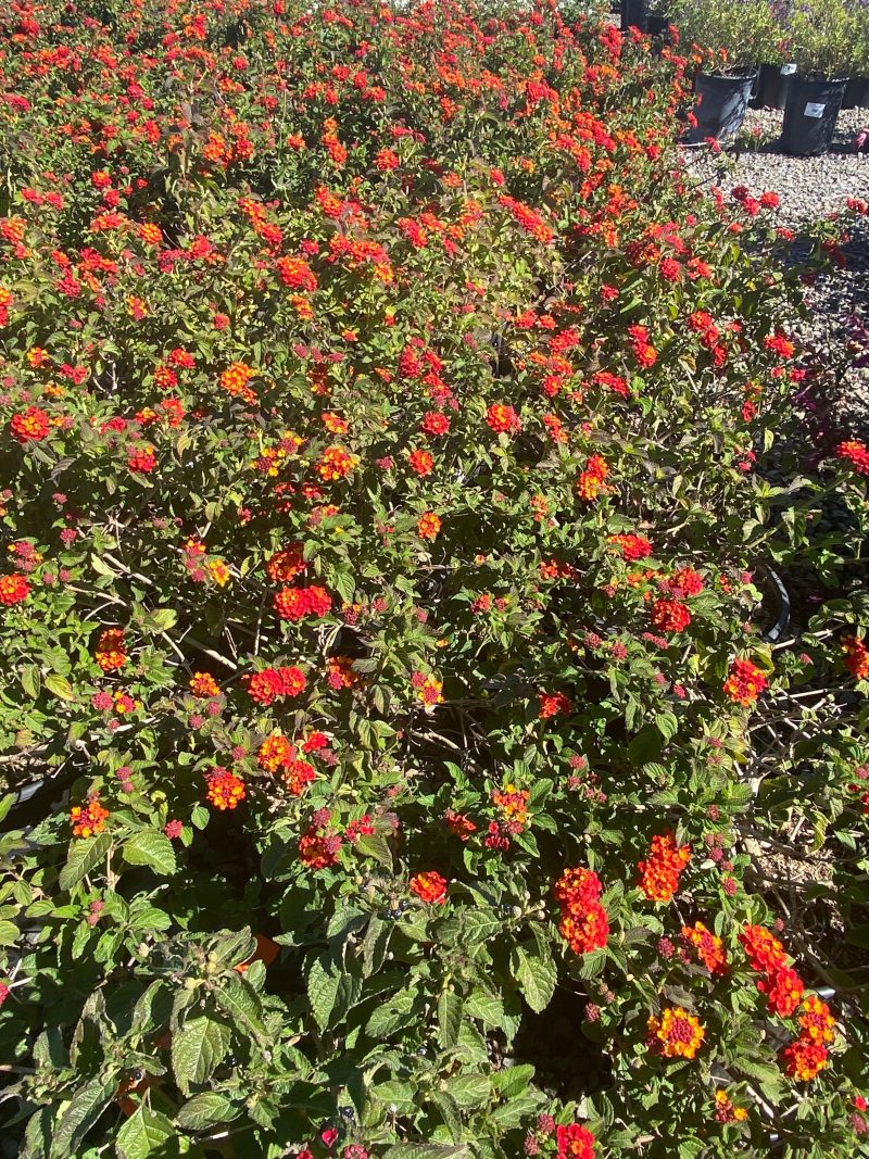 Lantana - Pulled Nursery