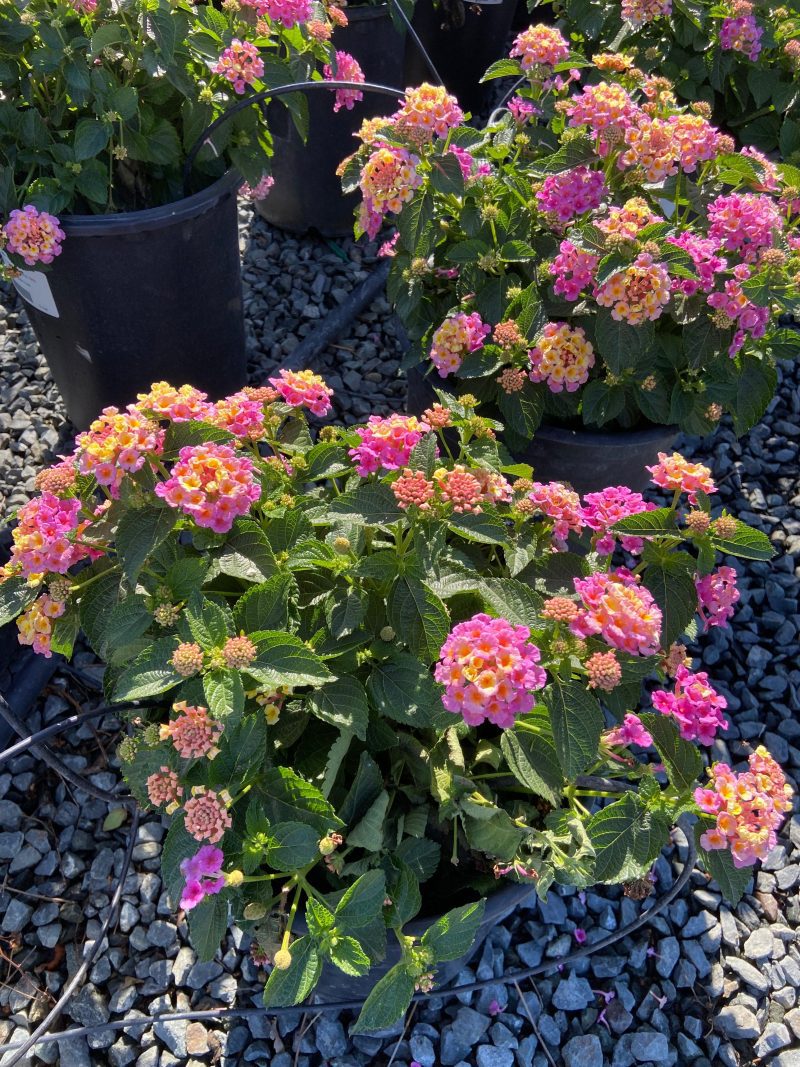 Lantana - Pulled Nursery