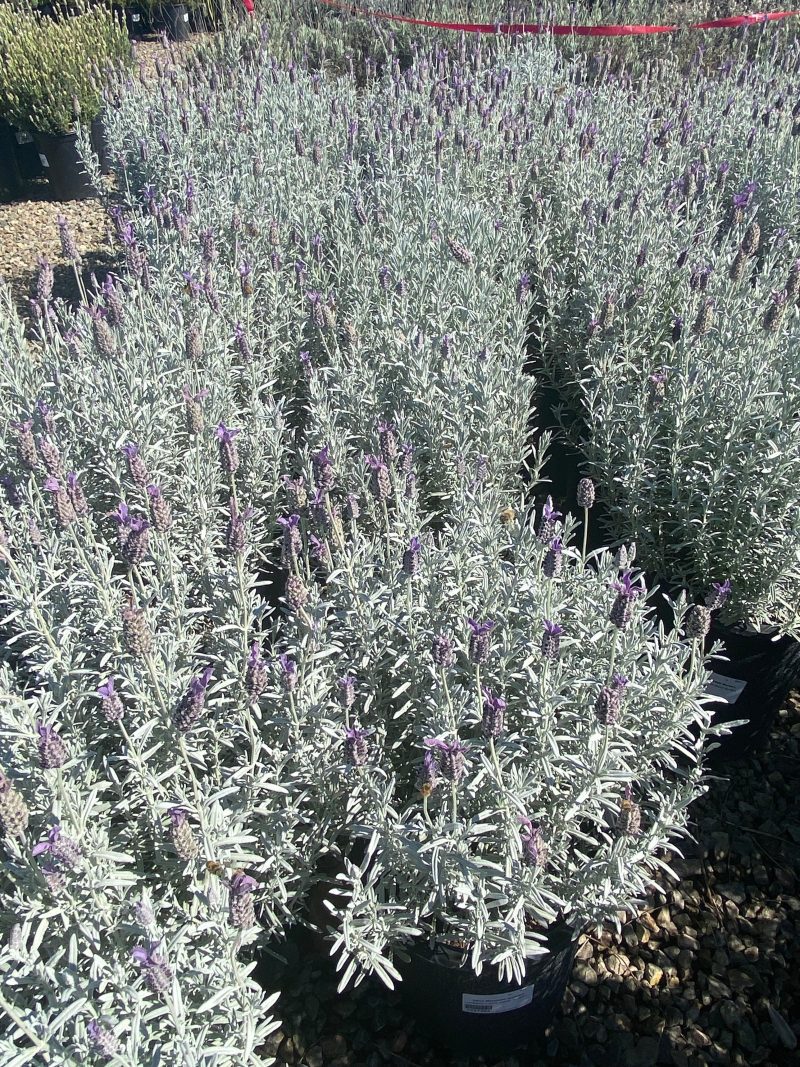 Lavender - Lavandula - Pulled Nursery