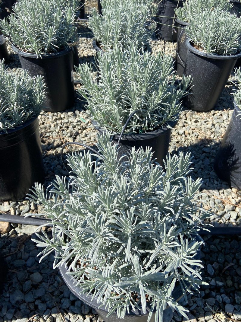 Lavender - Lavandula - Pulled Nursery