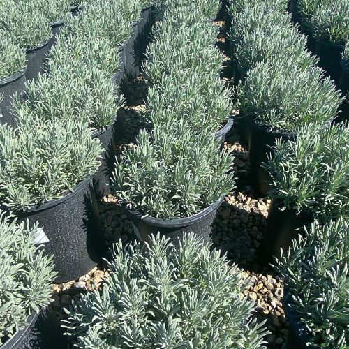 Lavender - Lavandula - Pulled Nursery