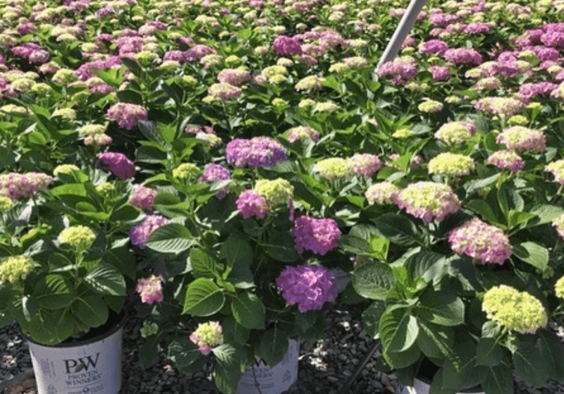 Let sDance BlueJangles Hydrangeamacrophylla3gallon