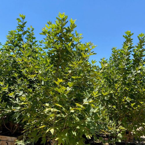 London Plane Tree - Platanus acerifolia ‘Columbia’