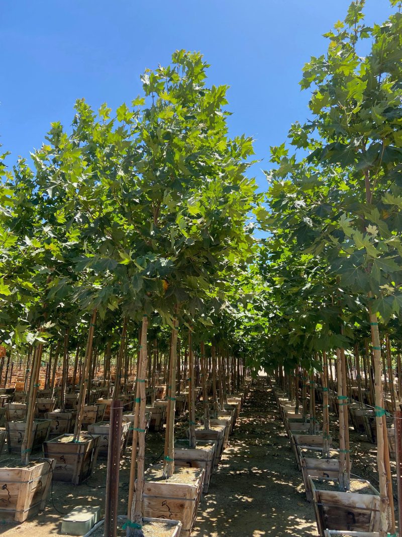 London Plane Tree - Platanus acerifolia ‘Columbia’