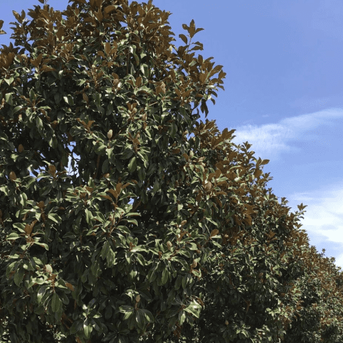 Bracken's Brown Beauty Southern Magnolia