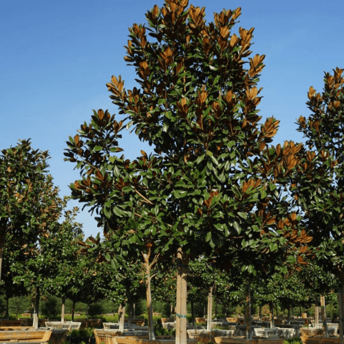 Magnolia Grandiflora DD Blanchard