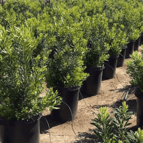 Pacific Wax Myrtle - Myrica californica