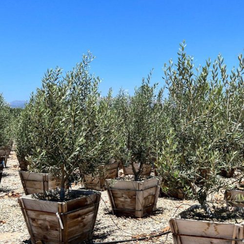 Swan Hill Olives® Fruitless Olive Tree - Olea Europaea 'Swan Hill' - Pulled Nursery