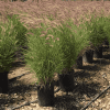 Karley Rose Fountain Grass - Pennisetum orientale 'Karley Rose' - Pulled Nursery