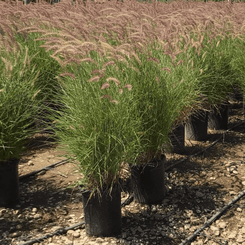 Karley Rose Fountain Grass - Pennisetum orientale 'Karley Rose' - Pulled Nursery