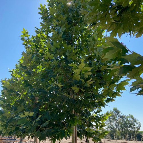 London Plane Tree