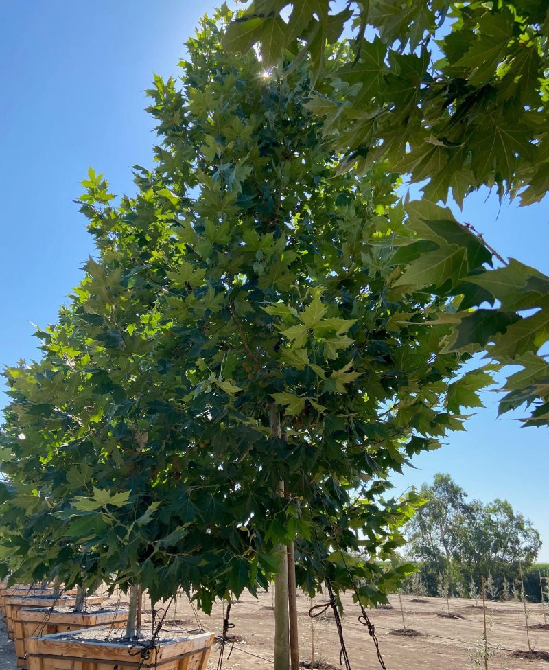 London Plane Tree