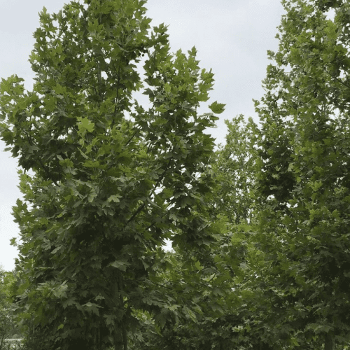 London Plane Tree - Platanus acerifolia ‘Columbia’