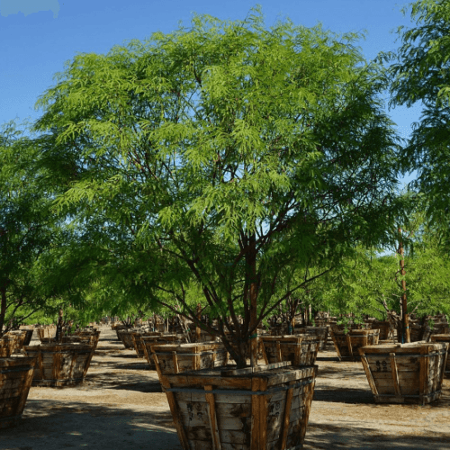 Thornless South American Mesquite - Prosopis hybrid ‘Phoenix’ - Pulled Nursery